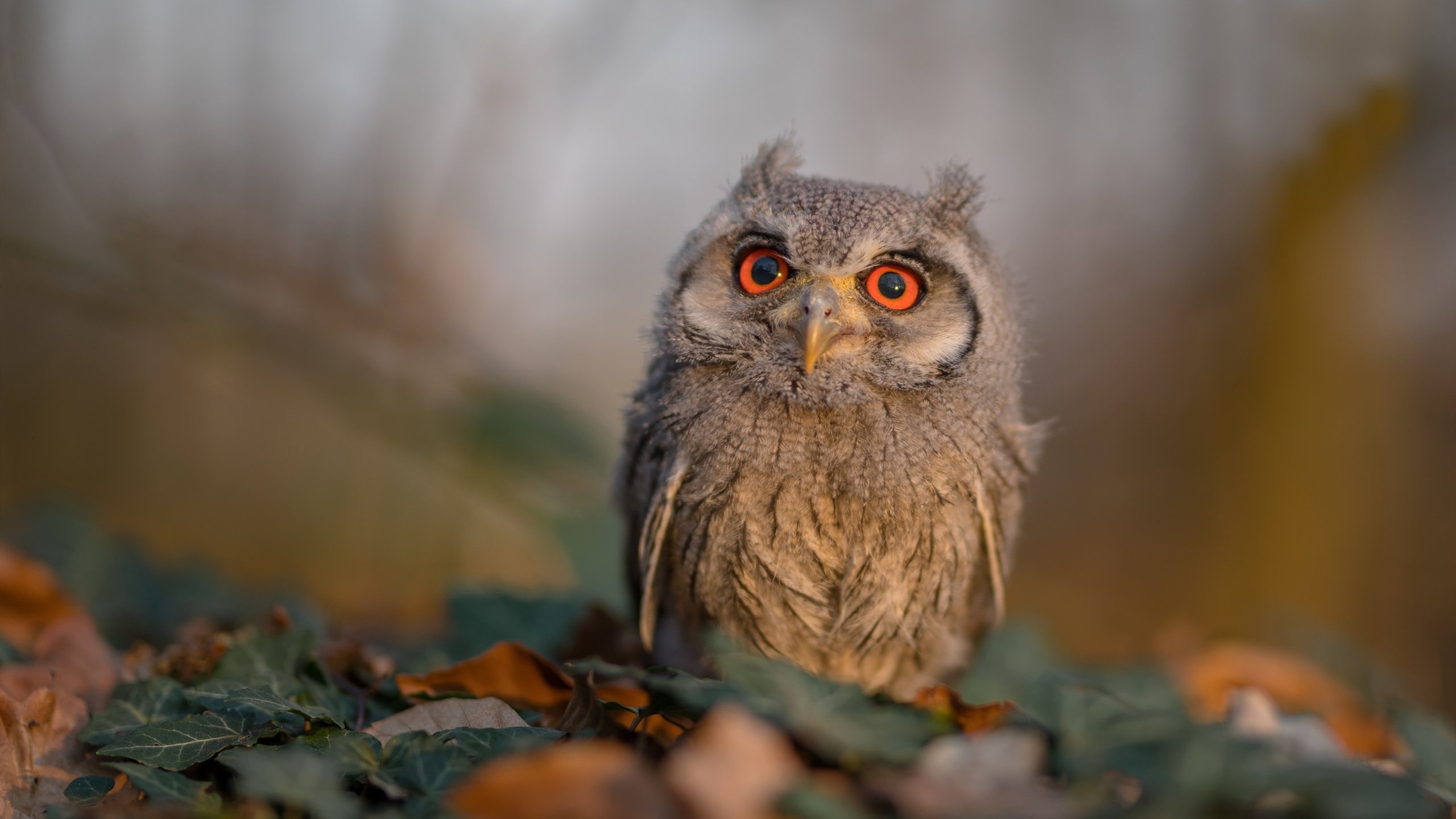 pg电子官网-草根逆袭！欧冠决赛惊现塞内加尔奇迹，非洲足球的觉醒击碎金元神话