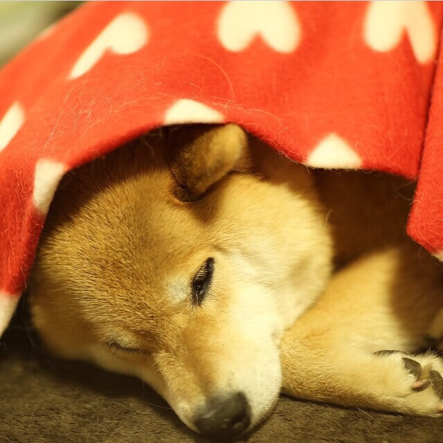 F1新赛季揭幕战焦点对决与奇才防守锁死灰熊，速度与坚韧的周末体育盛宴