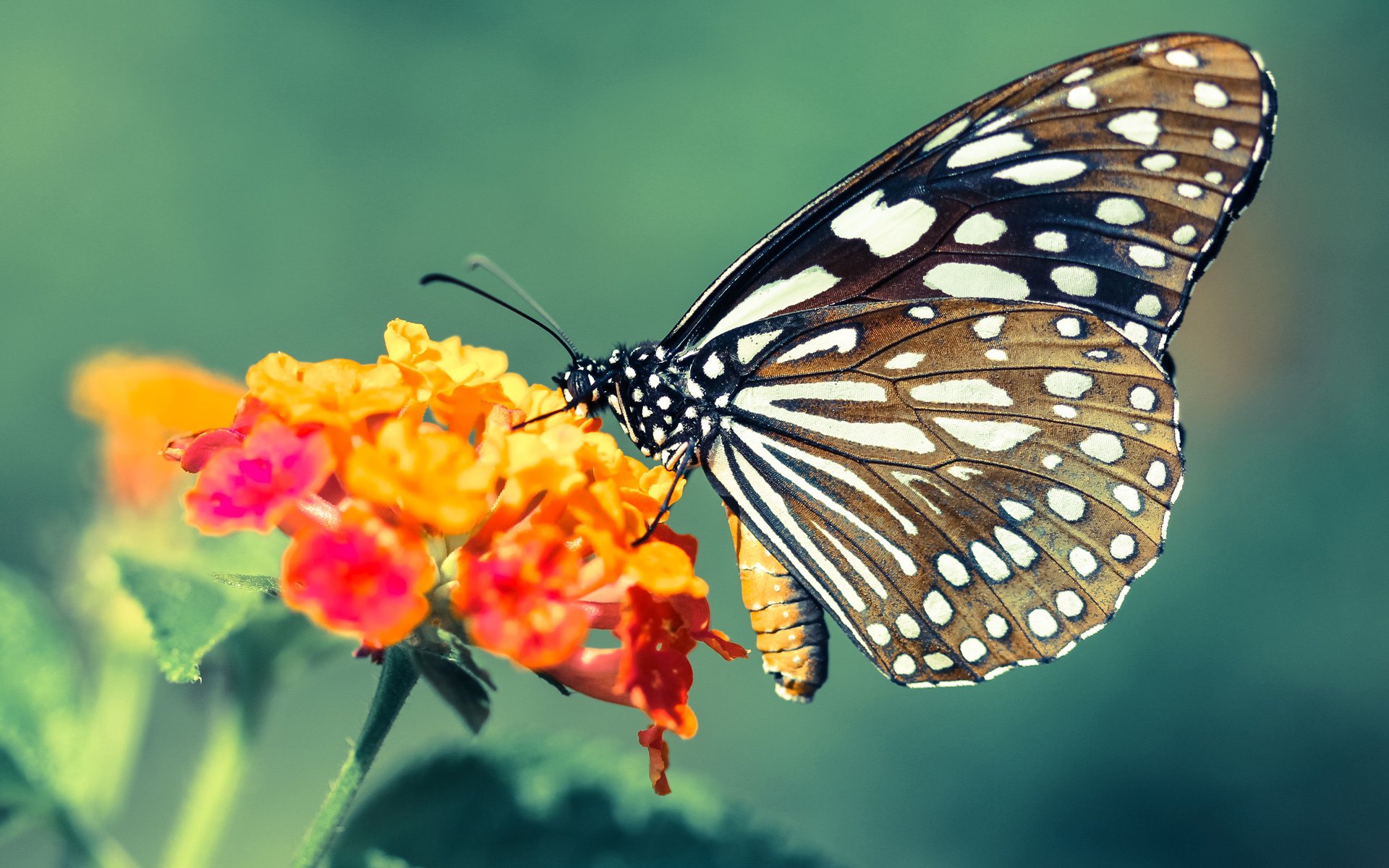 梦幻联动!山西队末节逆转犹他爵士,欧文关键20分导演奇迹