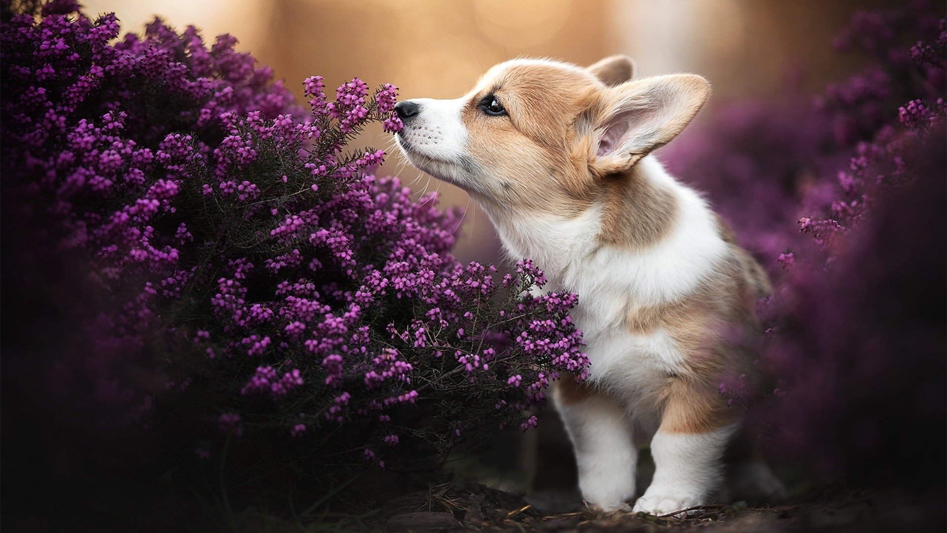 绿茵烽火与硬木对决，德甲争冠白热化，热火轻取篮网显锋芒