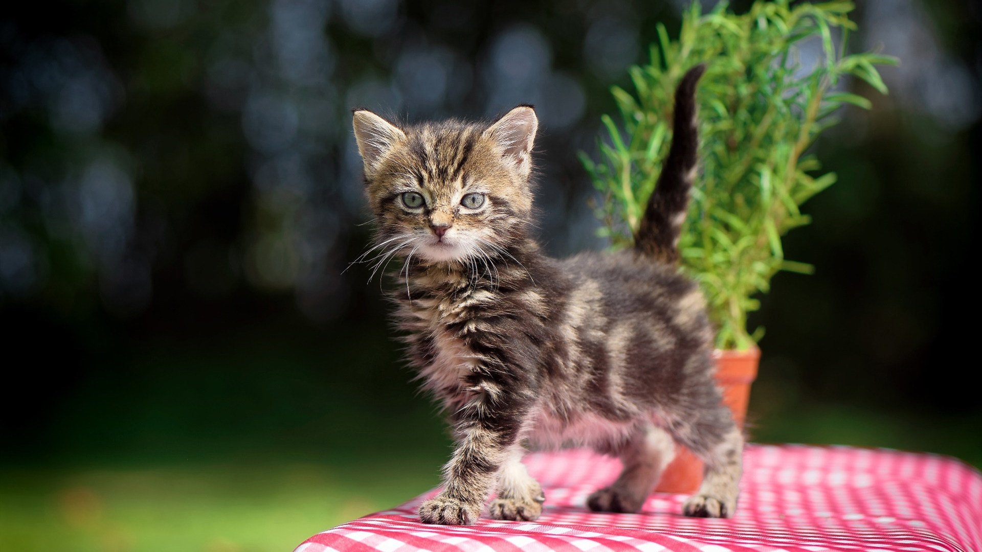 艺术压境，当巴黎的流星轨迹划破哥伦比亚的雨林