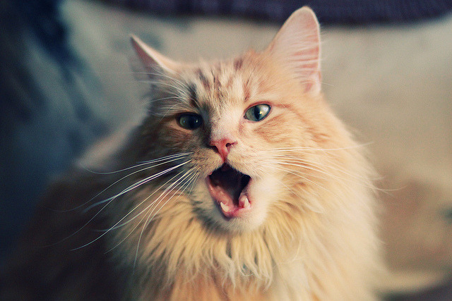 pg电子模拟器-法比尼奥独造三球闪耀全场，玻利维亚3-0完胜安哥拉展现战术压制