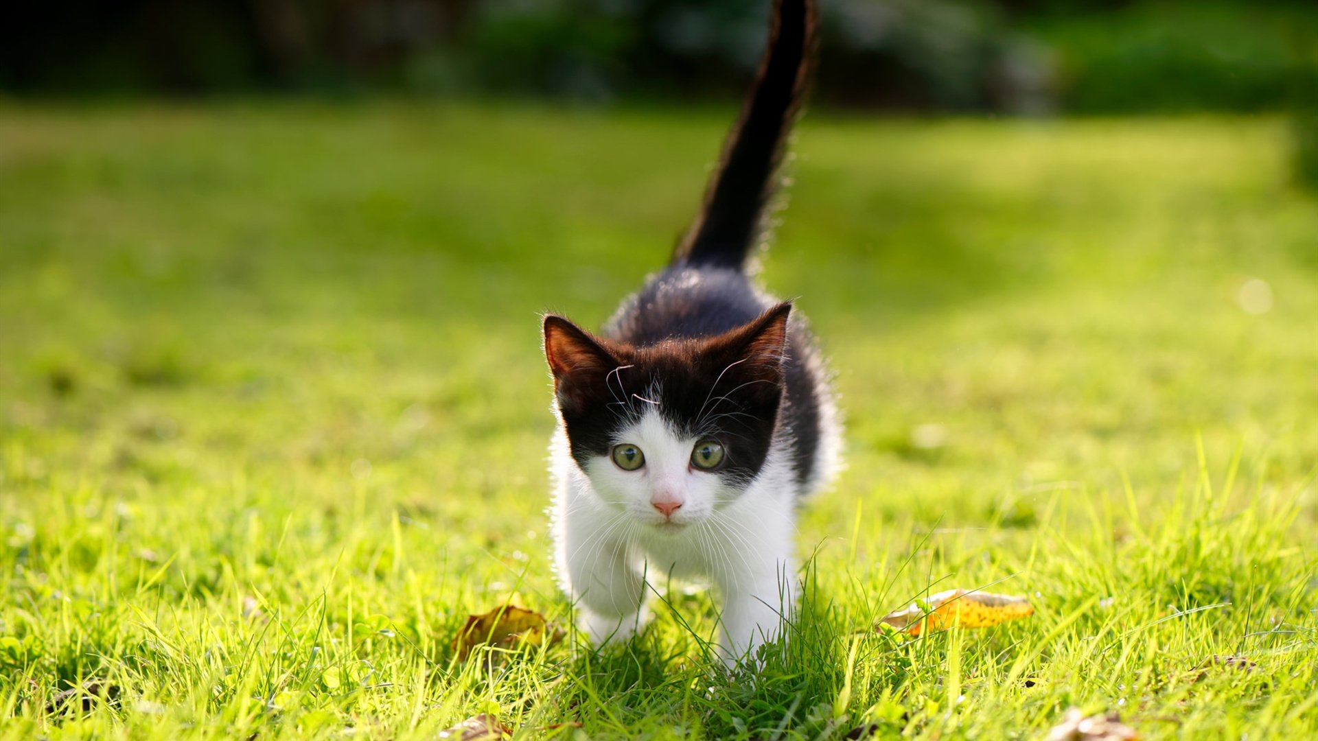 pg电子游戏-美加墨世界杯之夜，穆勒的稳定输出，德国战车的永恒引擎