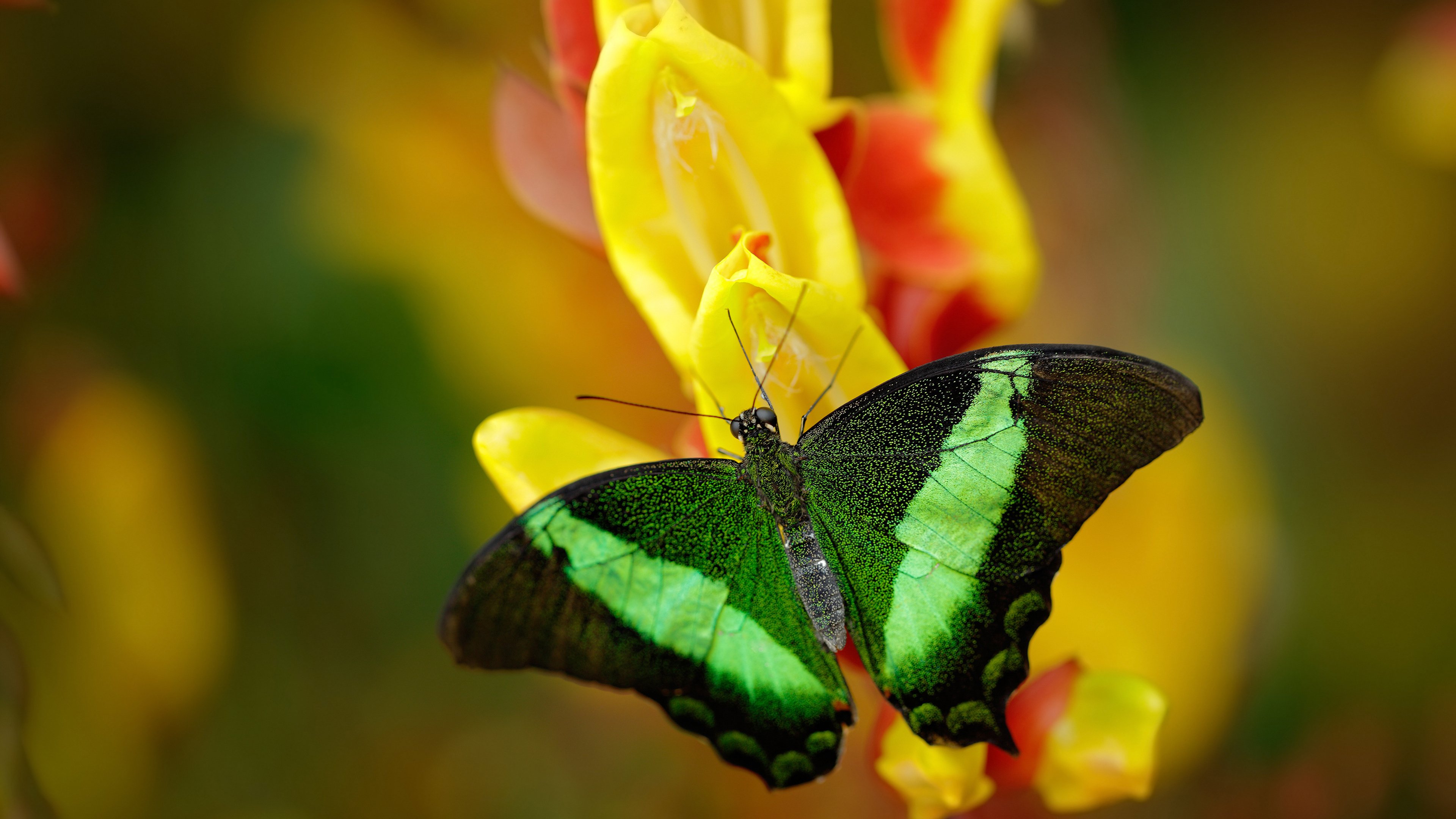 冠军心脏，逆转基因，体育世界的二元叙事