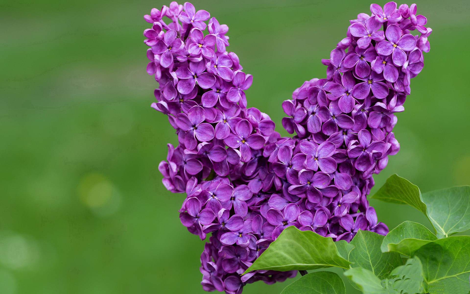 芝加哥铁蹄踏破北京秋夜 拉文最后3秒一剑封喉