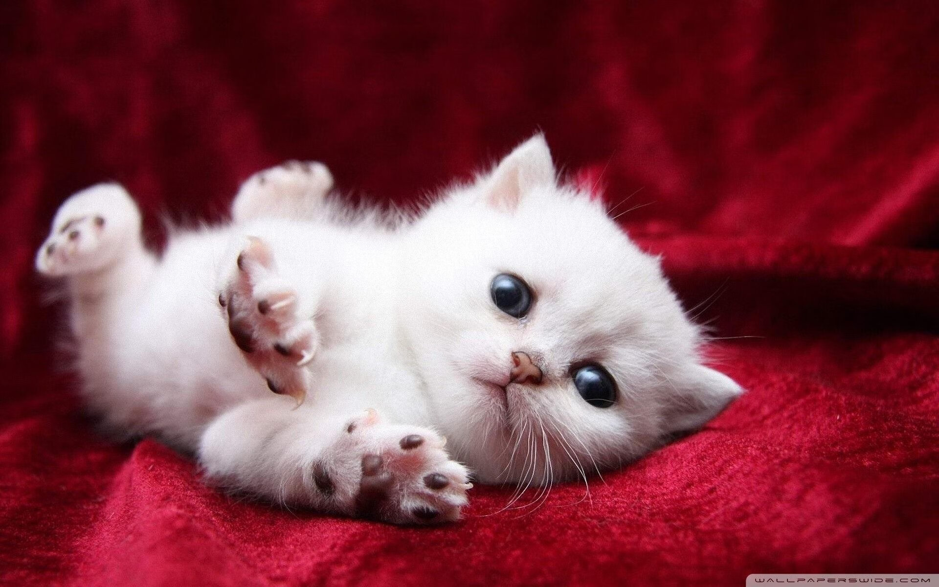 利拉德稳定输出不掉线，猛龙队力克辽宁队晋级国际邀请赛四强