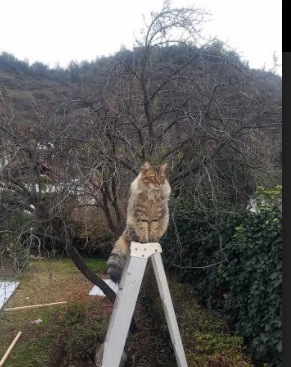 鏖战巴黎之路，奥运周期关键战中加纳绝地逆转加拿大