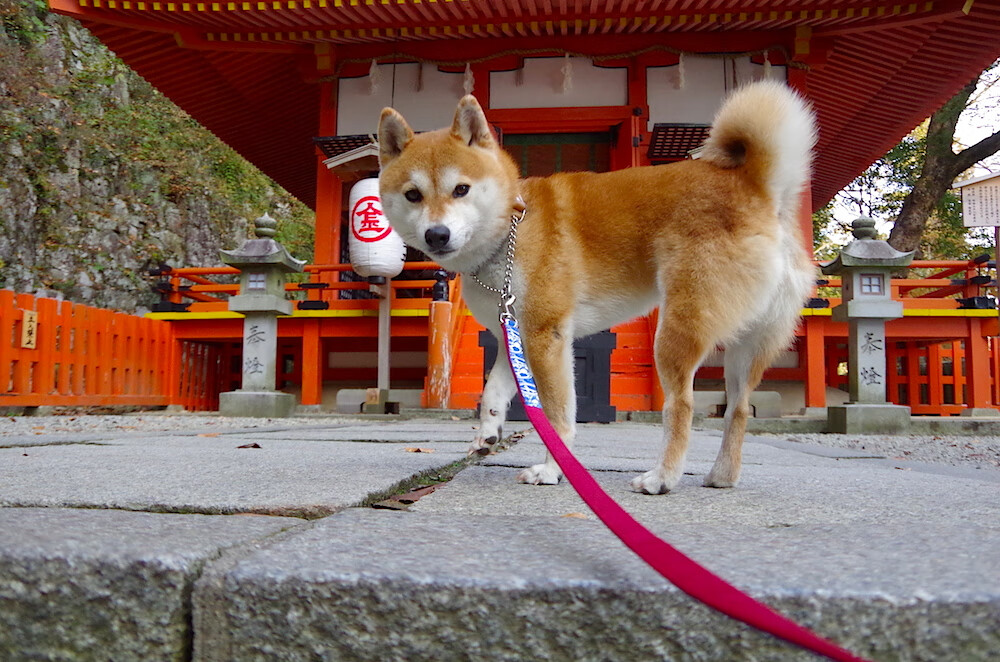 pg电子试玩网站-布伦森关键战不手软，一人扛鼎，新疆提前终结悬念，火箭模式再启航