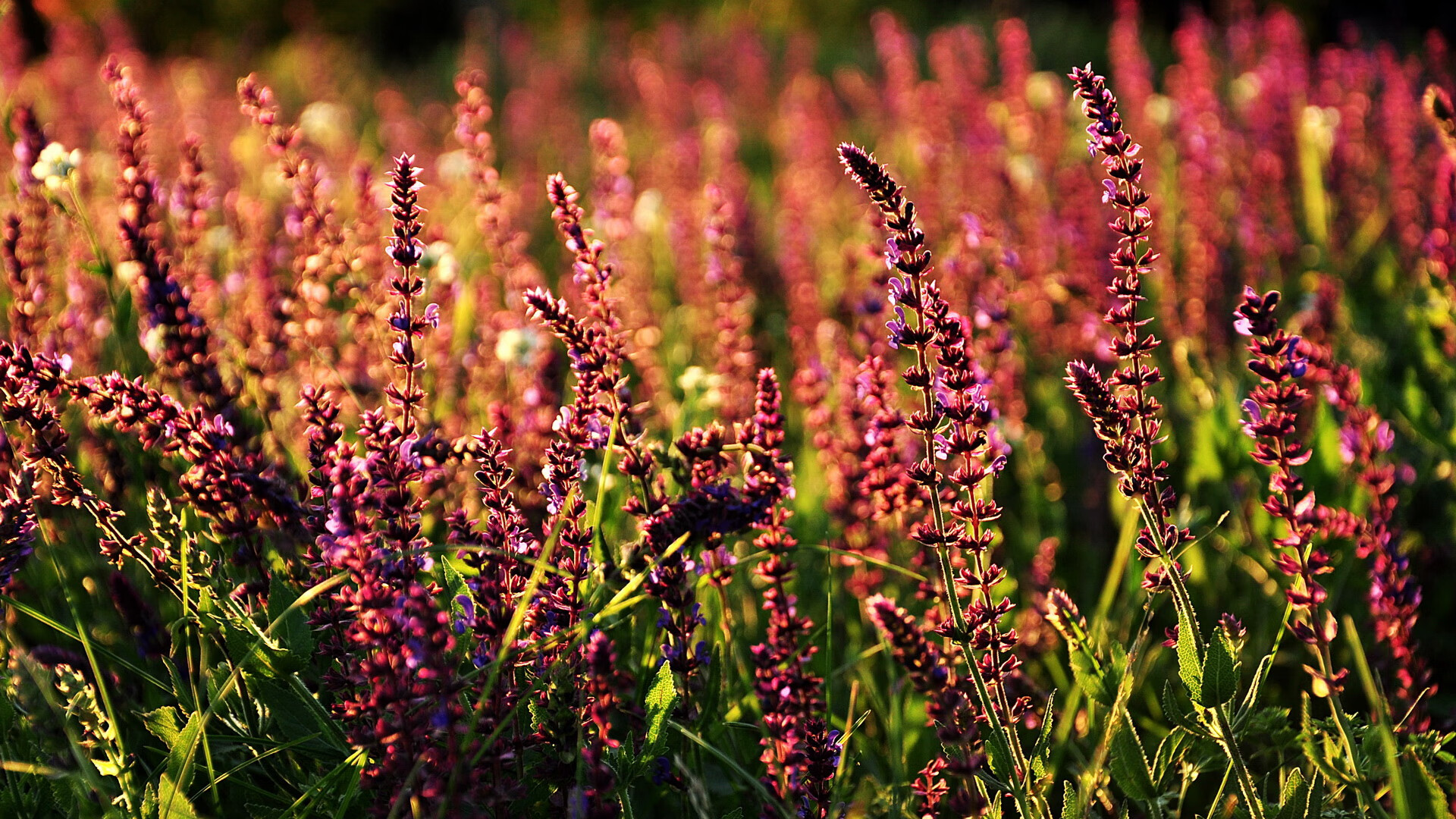 绿茵交响诗，恩佐的铁血指挥家之夜