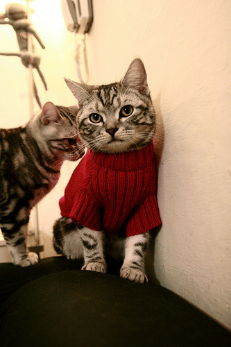 pg电子-魔术对阵火箭，福克斯的节奏完全掌控