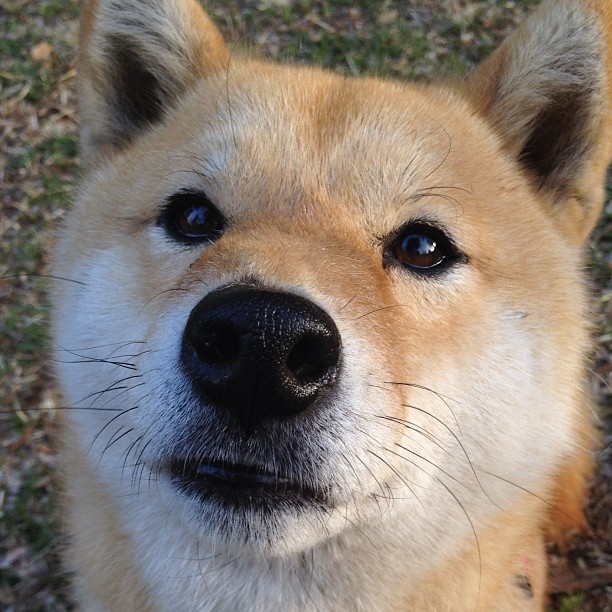 绝境之光，火箭对阵黄蜂，福克斯献上生涯之夜铸就制胜传奇