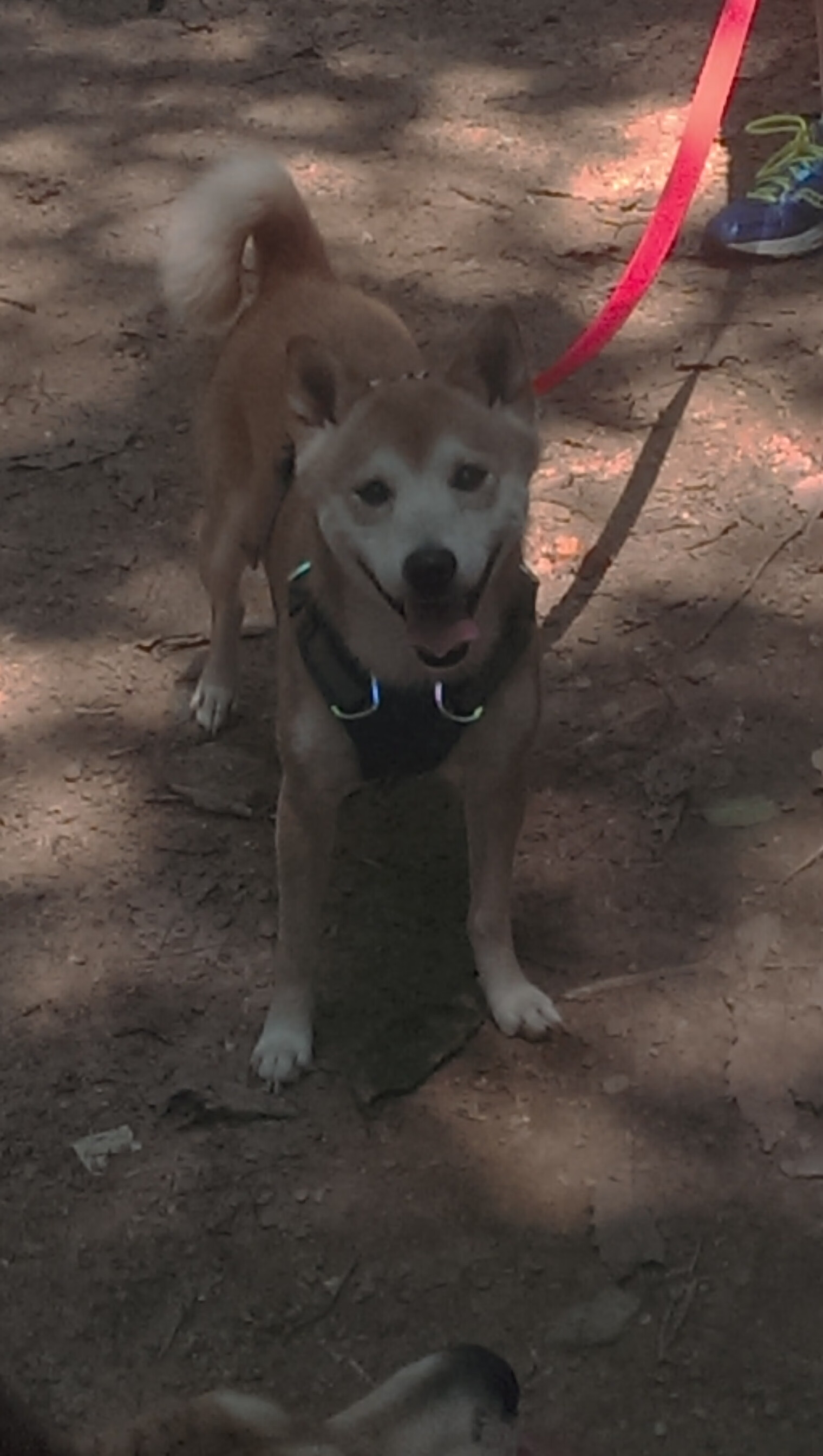 迪马利亚关键一击助韩国队稳操胜券，轻取加拿大展现实力