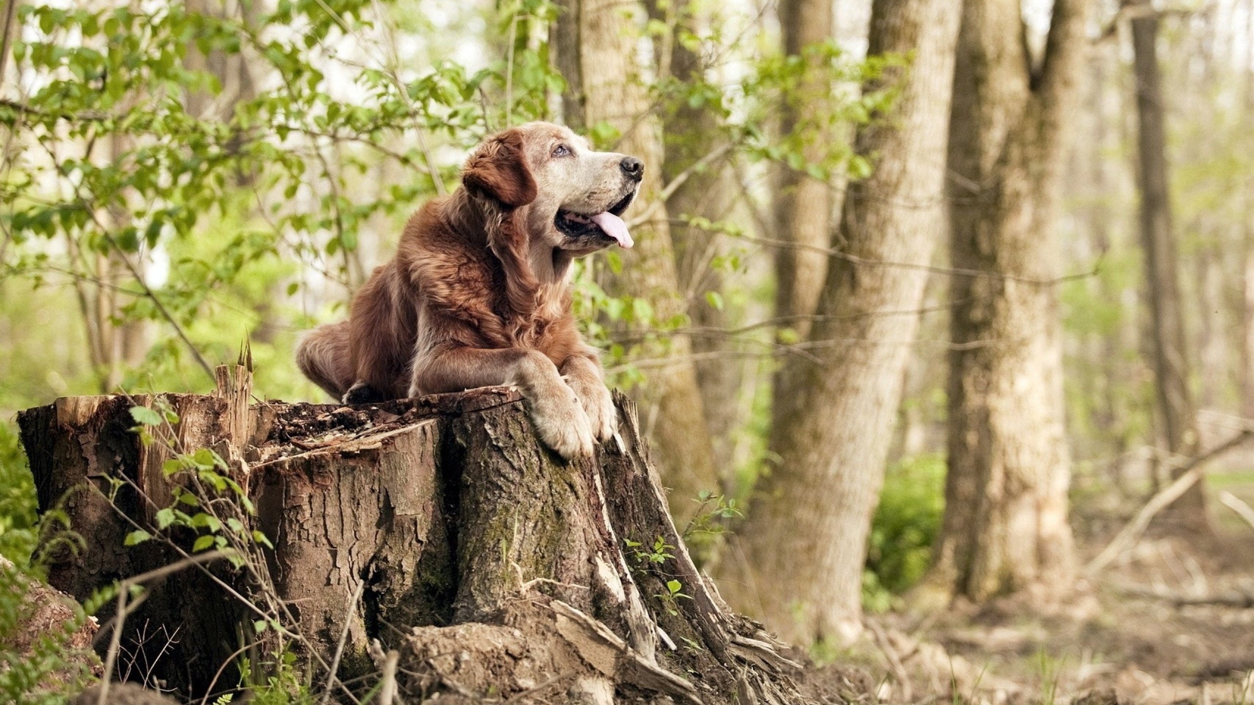 戈贝尔硬仗之王，防守巨塔的统治力与勇士锁死黄蜂的防守艺术
