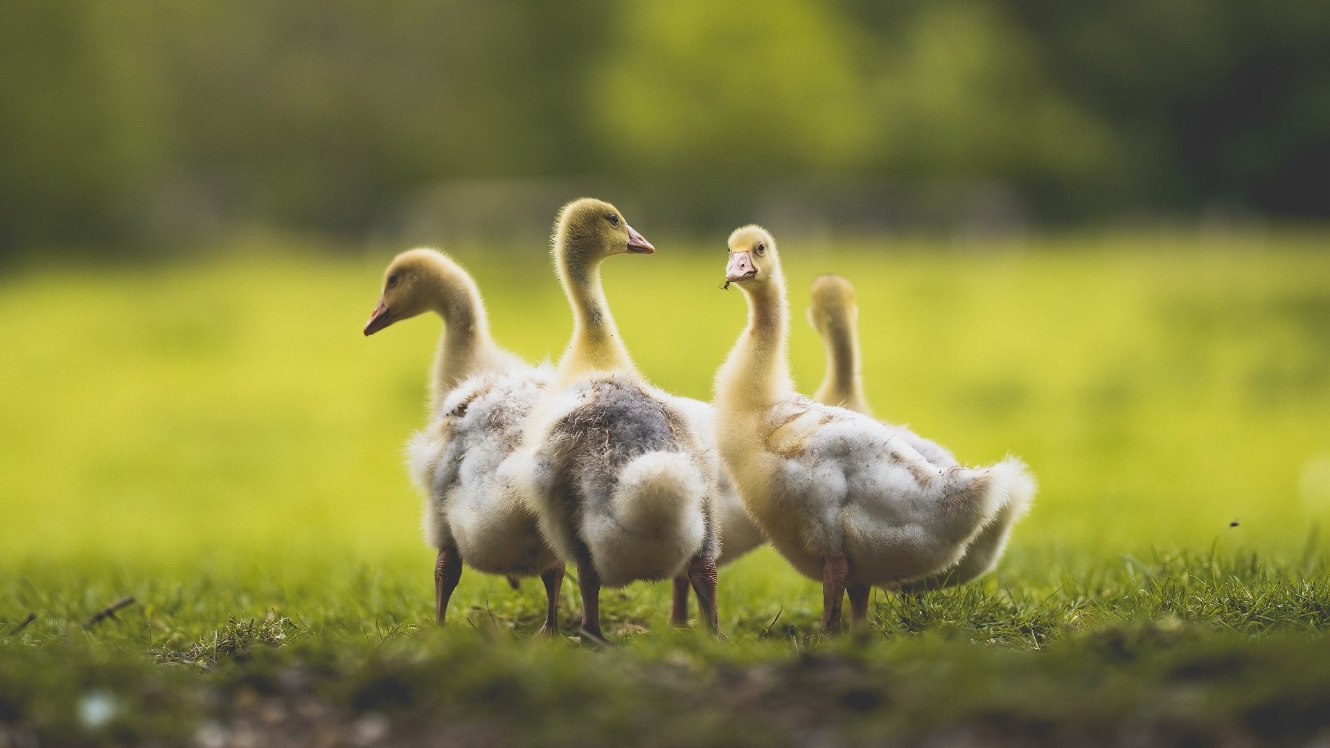 三狮门神拉亚擒雄狮，一夫当关背后的战术革命与英雄觉醒