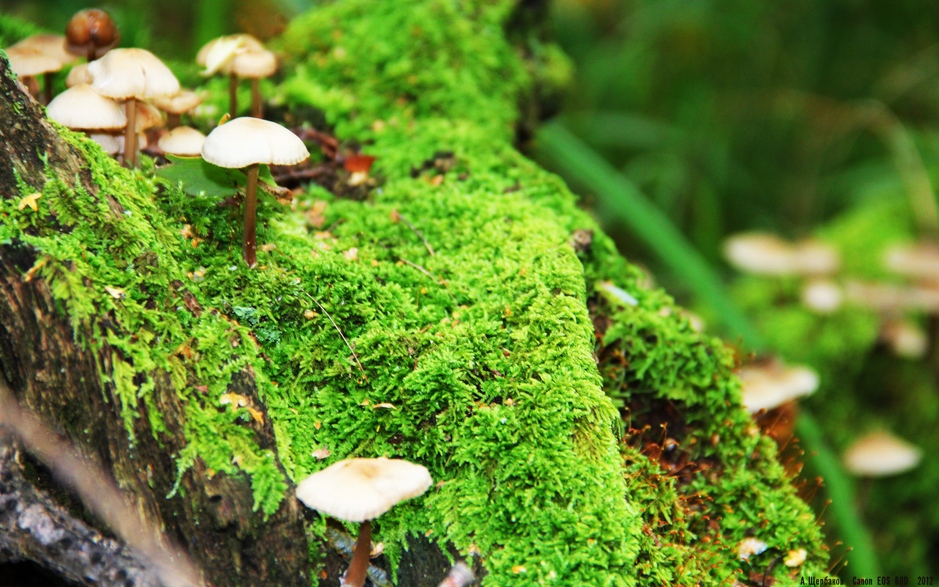 pg电子-卡塞米罗一锤定音，塞内加尔力克美国展现实力