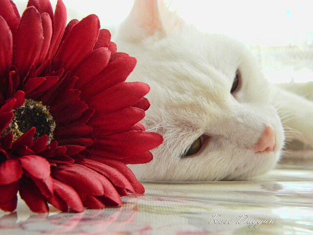 上海队马刺式节奏革命,拉梅洛·鲍尔成为胜负天平的关键砝码