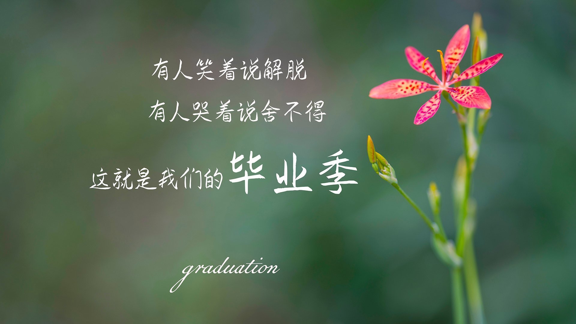 公牛战术碾压森林狼，范弗利特化身关键先生锁定胜局